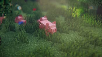 pig2