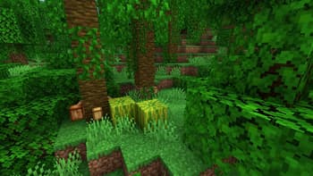 Jungle