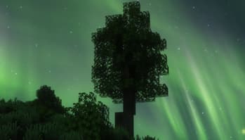 A Lonesome Tree