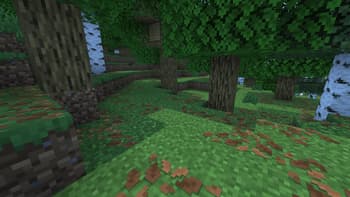 Forest, Ground leaves