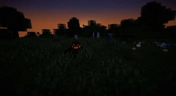 Spider at sunrise