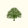 Oak Shaders