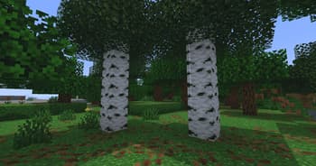 two birch trees