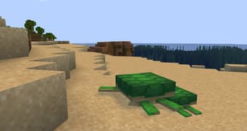 Shipwreck and Turtles