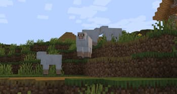 Sheep in Field